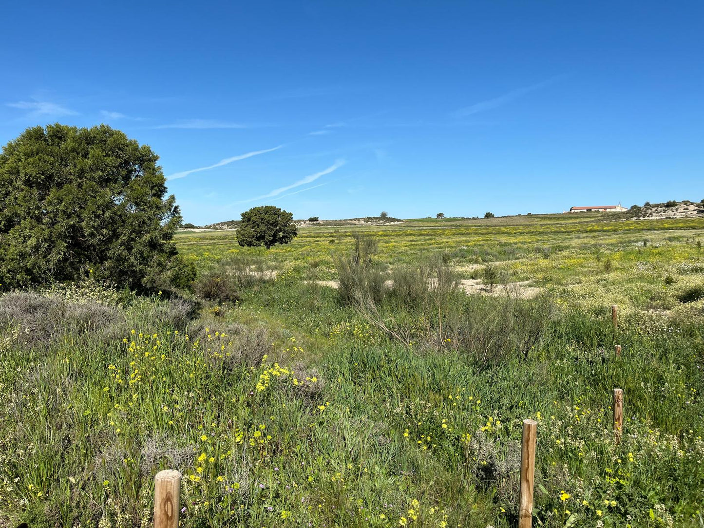 Individual Burial of Aromatic Plants on a Slope