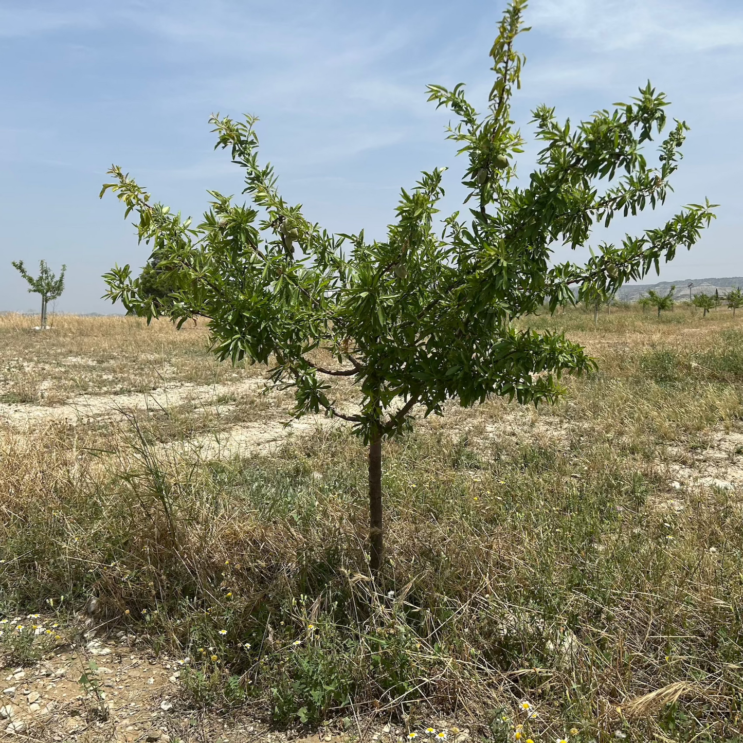 Tree Planting in Memory of a Loved One