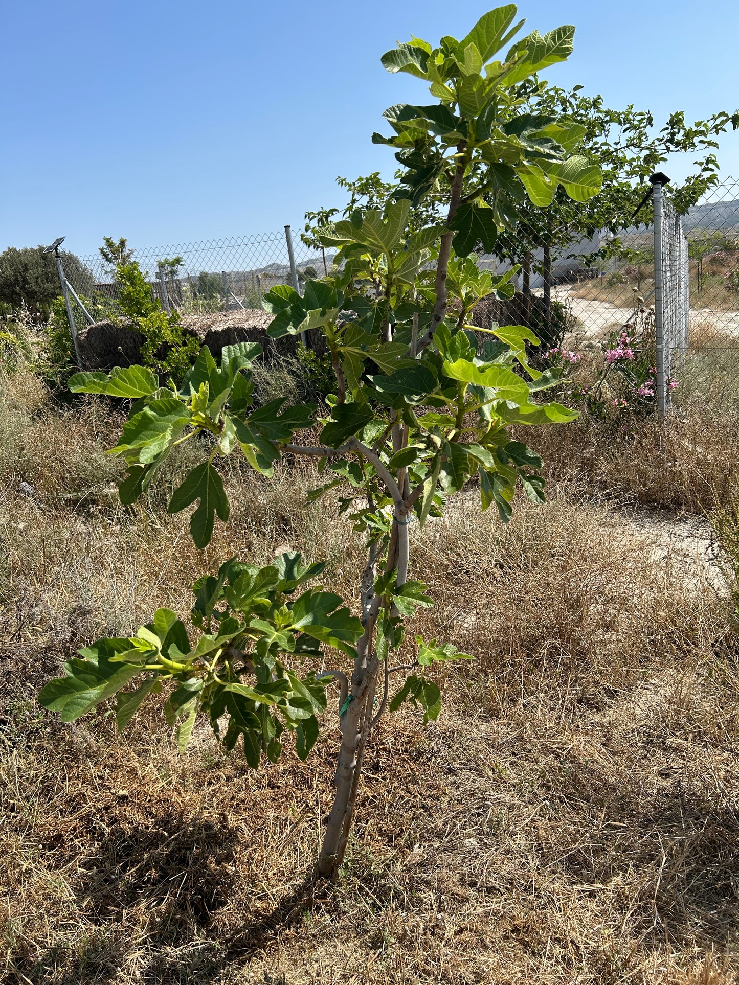 Tree Planting in Memory of a Loved One