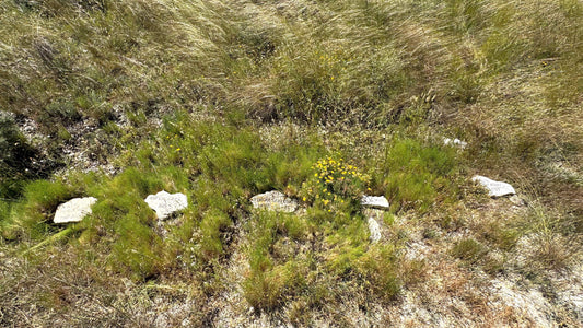 Inhumación en Parcelas (Individual + Familiares)