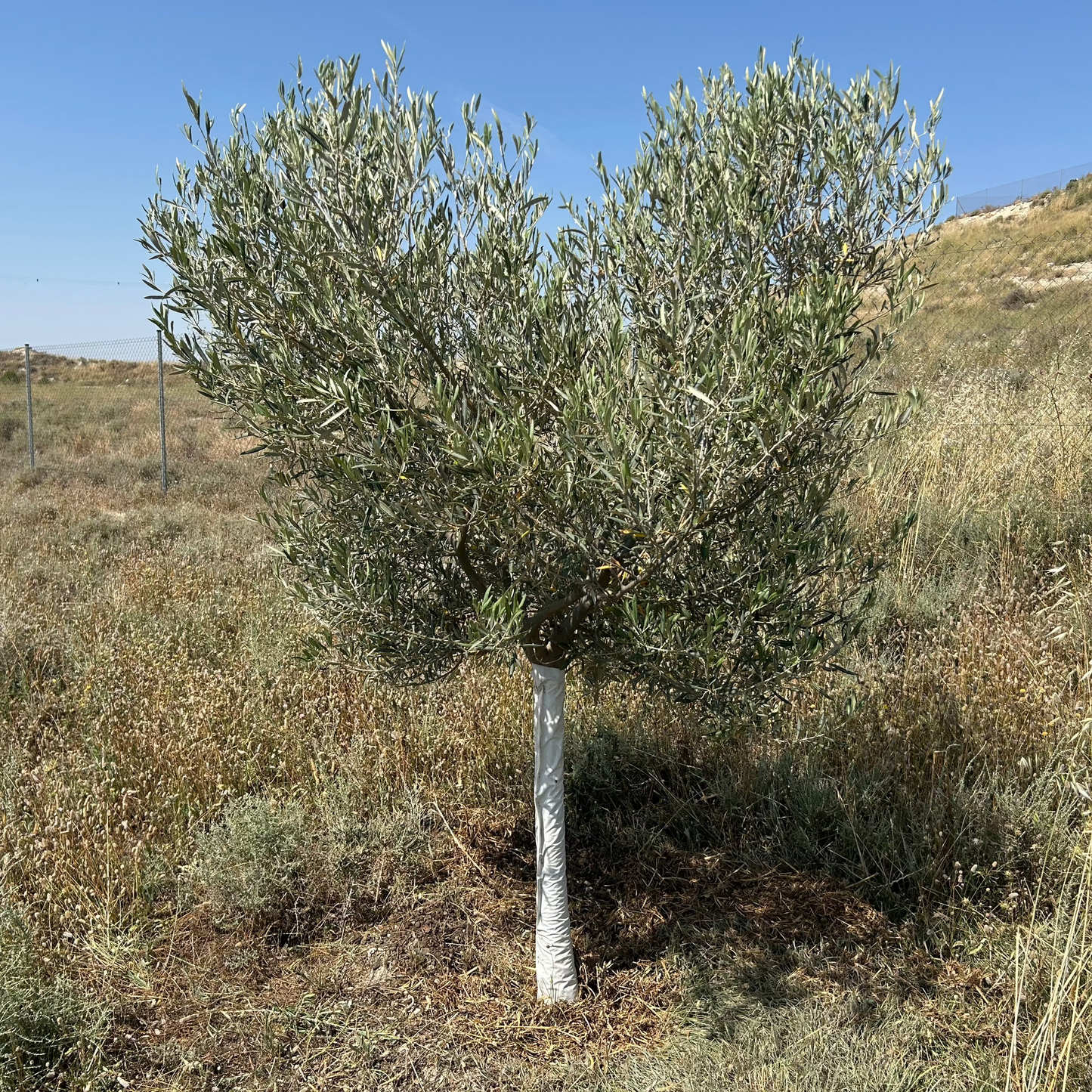 Tree Planting in Memory of a Loved One