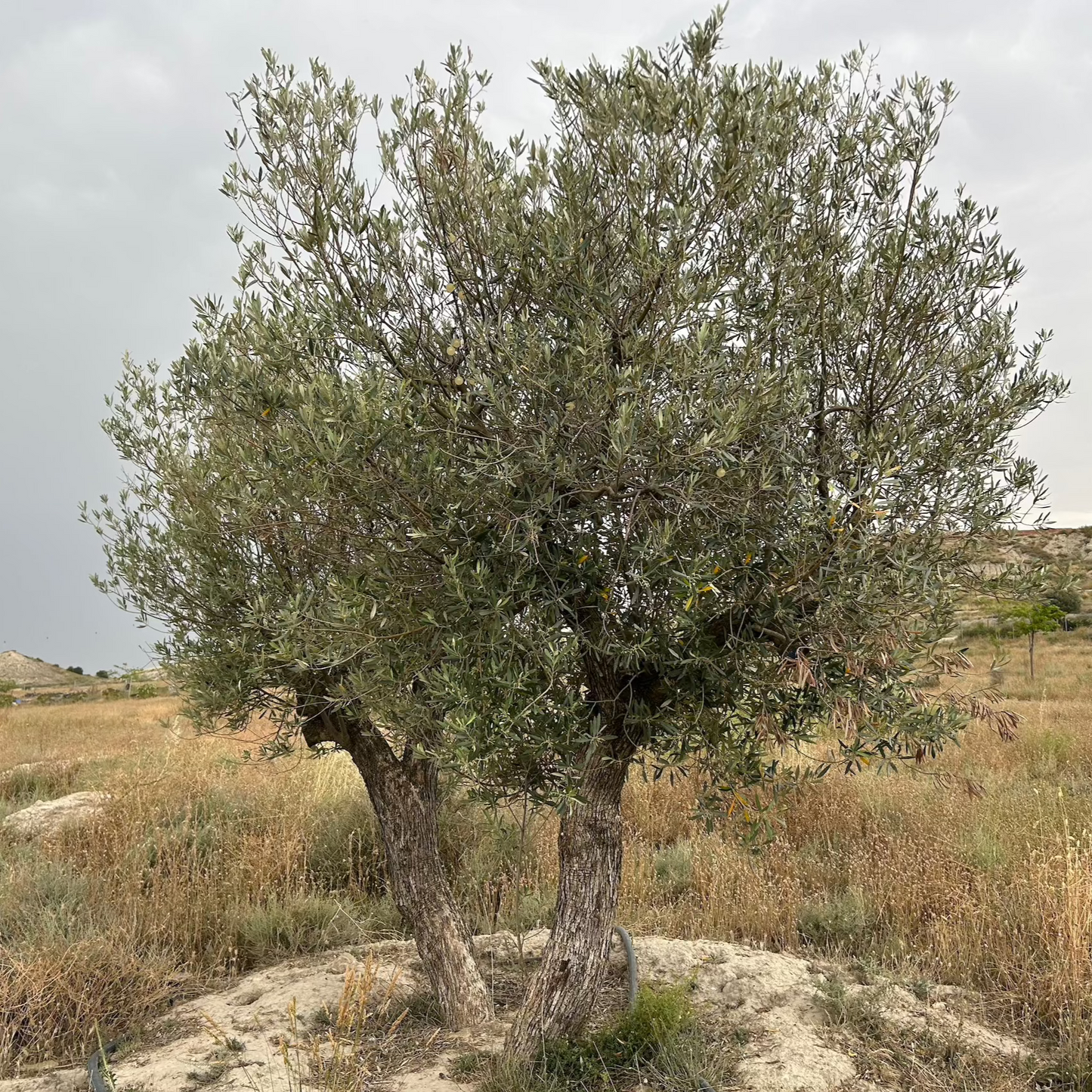 Tree Planting in Memory of a Loved One
