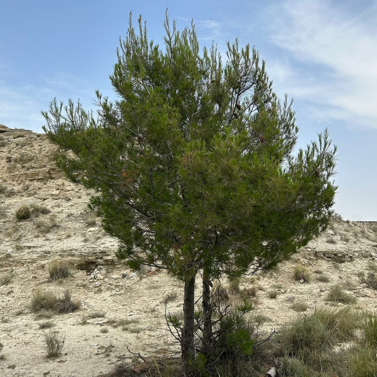 Tree Planting in Memory of a Loved One
