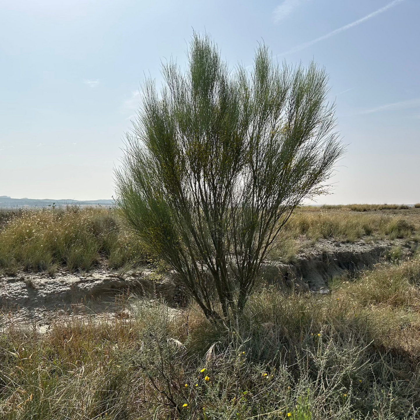 Tree Planting in Memory of a Loved One