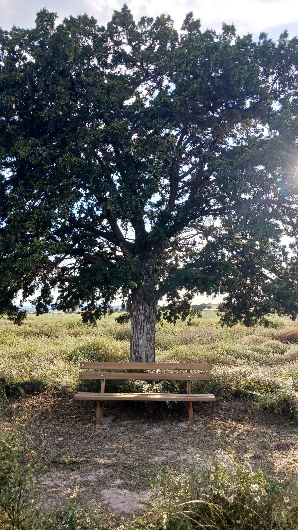 Inhumación Individual bajo Sabina Autóctona Centenaria (existente)