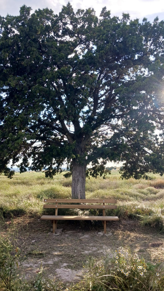 Inhumación Individual bajo Sabina Autóctona Centenaria (existente)