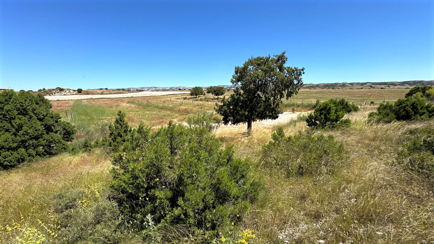Individual Burial of Aromatic Plants on a Slope