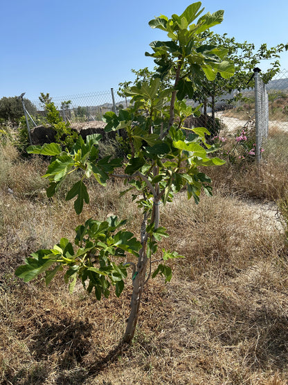 Plantation d'Arbres à la Mémoire d'un être cher