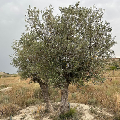 Plantation d'Arbres à la Mémoire d'un être cher