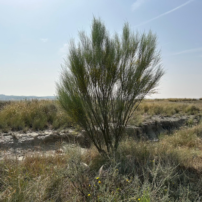 Plantation d'Arbres à la Mémoire d'un être cher
