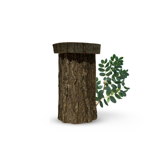 Urna Biodegradable de Madera