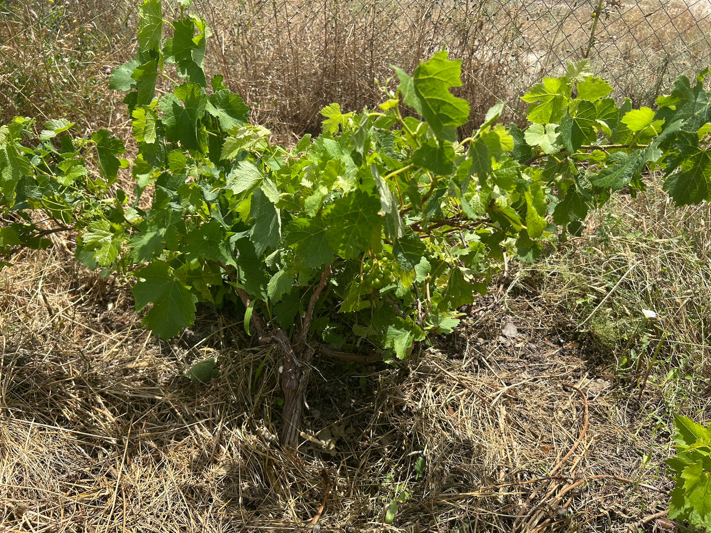 Plantation d'Arbres à la Mémoire d'un être cher