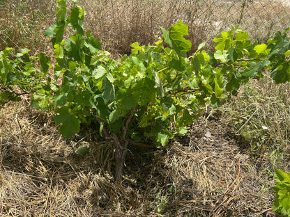 Plantation d'Arbres à la Mémoire d'un être cher