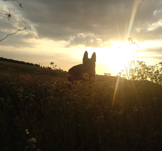 Pet Burial in the Sabinar de los Animales