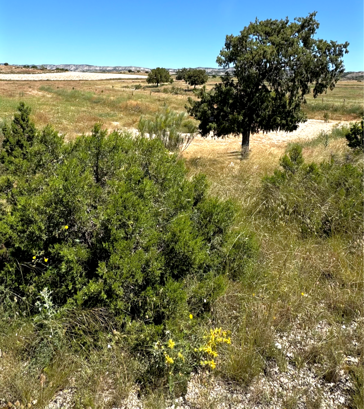 Plantation d'Arbres à la Mémoire d'un être cher
